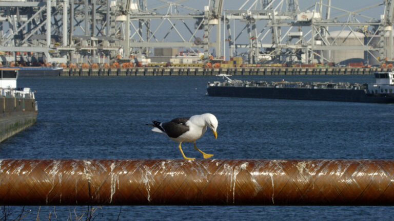 Wild Port of Europe distributed by Paradisofilms image of a seagull