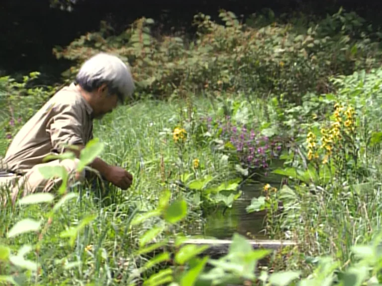 MIYAZAKI SPIRIT OF NATURE is a movie distributed by Paradisofilms in The Netherlands, the picture shows scene 1